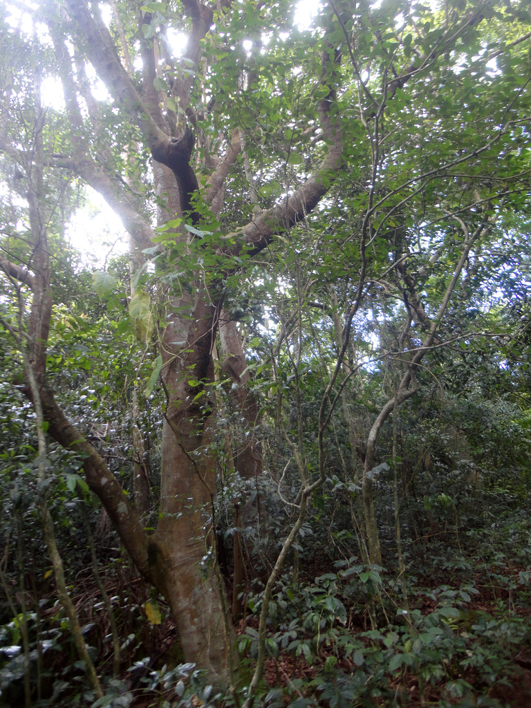 DSC01470 - seca-ligeiro Pera glabrata, Euphorbiaceae