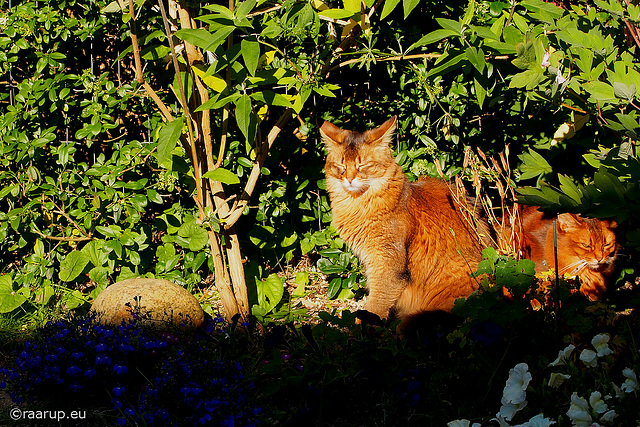 Drinking from the morning sun