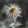 Rayonnante carline