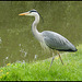 heron on the canal bank