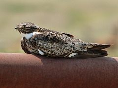 Common Nighthawk