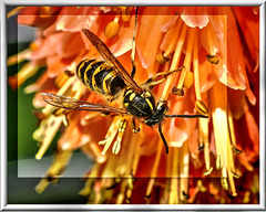 Gemeine Wespe (Vespula vulgaris). ©UdoSm