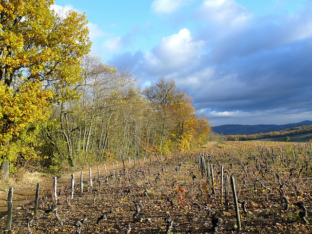 L'automne en Beaujolais !