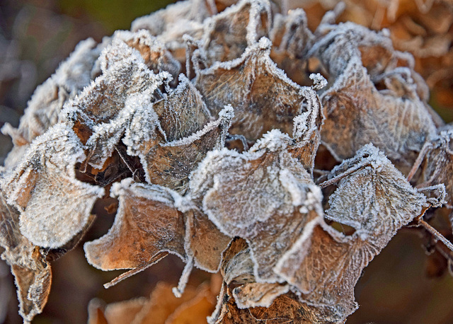 Frosted Hydrangea