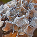Frosted Hydrangea