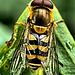 Hoverfly