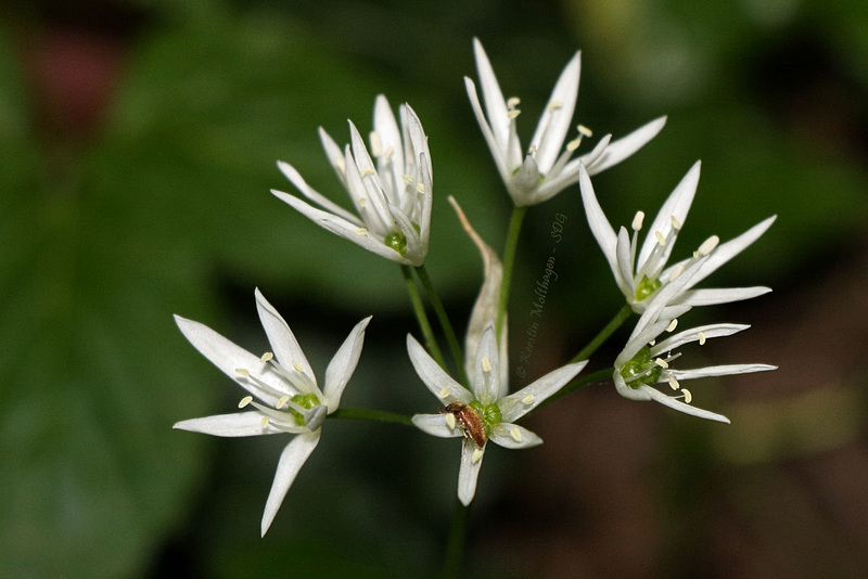 Hübsches Blümchen mit Besucher