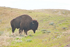 wrong side of a bison