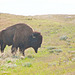 wrong side of a bison