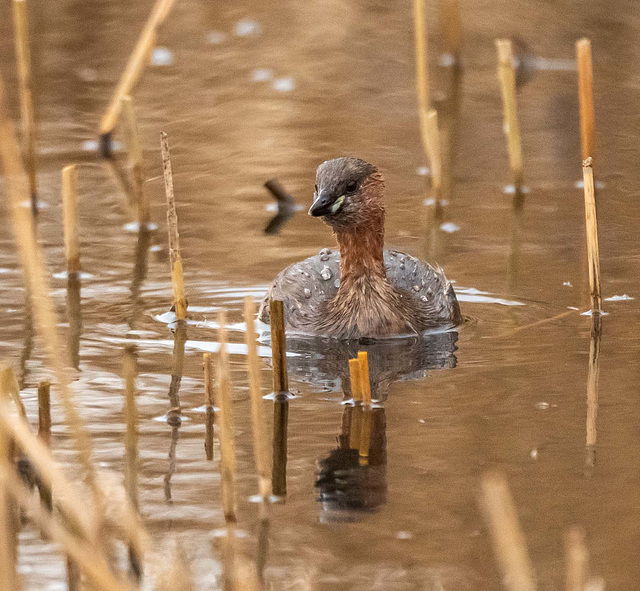 Little grebe