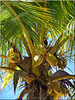 La palma da cocco nell'isola Mauritius