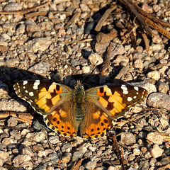Belle-Dame ou Vanesse des chardons, Painted Lady (Vanessa cardui)