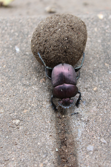 A Hard-working Dung Beetle