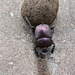 A Hard-working Dung Beetle