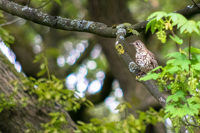 Mistle Thrush