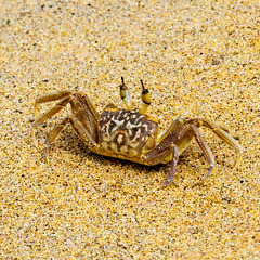 Wadduwa, Sri Lanka