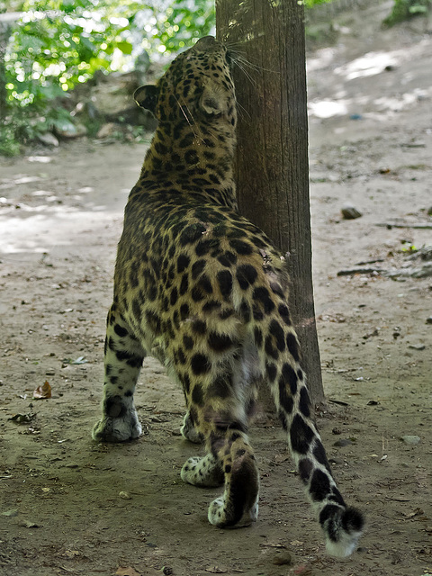 La Torbiera, Faunistic Park, Agrate Conturbia, Novara -  With the heat, a bit of itch is coming always