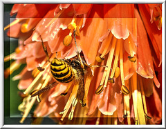 Gemeine Wespe (Vespula vulgaris). ©UdoSm