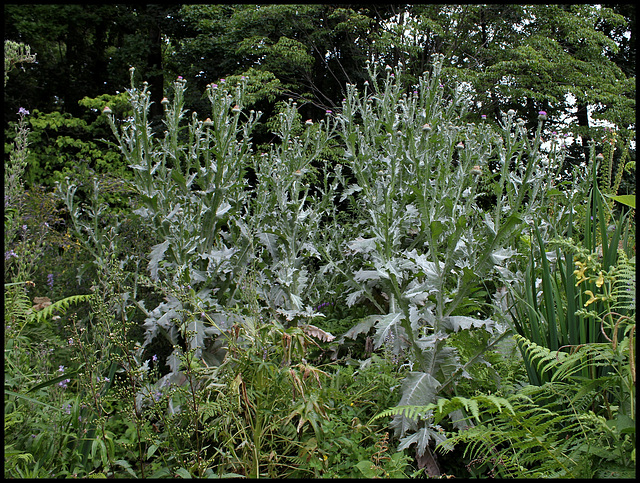 Onopordon acanthium-Chardon fausse -acanthe