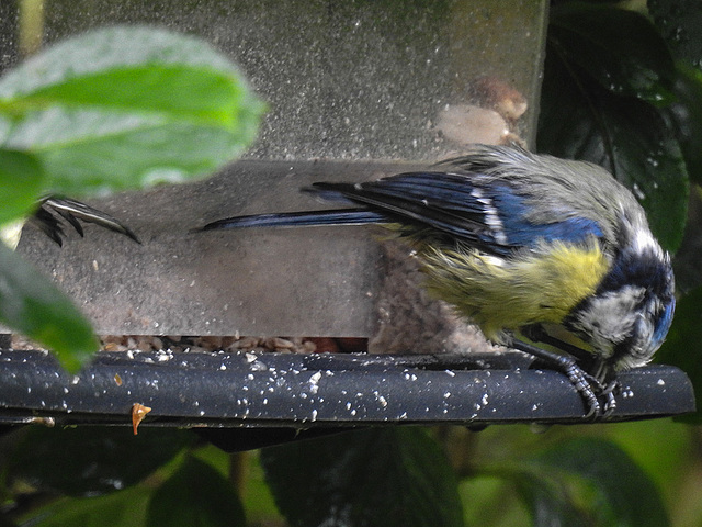 20170628 2169CPw [D~LIP] Blaumeise, Bad Salzuflen