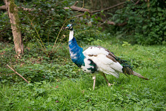 Pfau