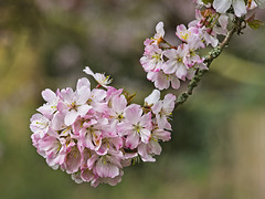 A Branch of Blossom