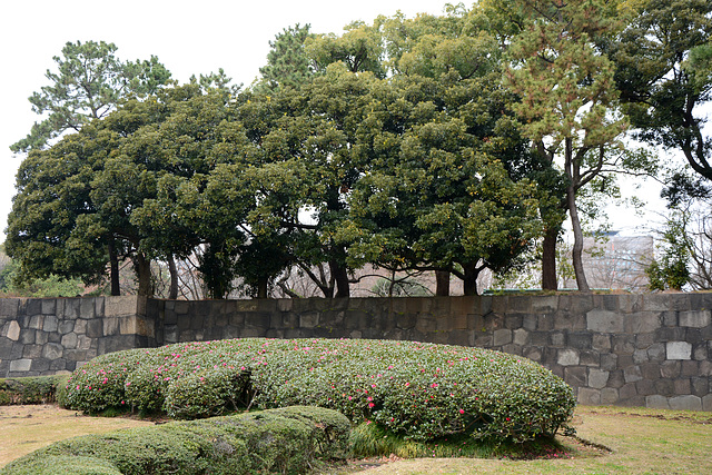 Tokyo, Flower Bushes in the Garden of the Imperial Palace