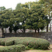 Tokyo, Flower Bushes in the Garden of the Imperial Palace