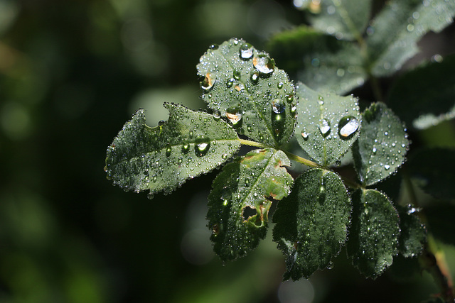 Water Drops