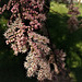 French tamarisk. (best on large)