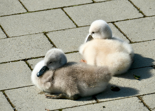 Schwanenküken