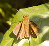 IMG 8233 Skipper-5