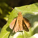 IMG 8233 Skipper-5