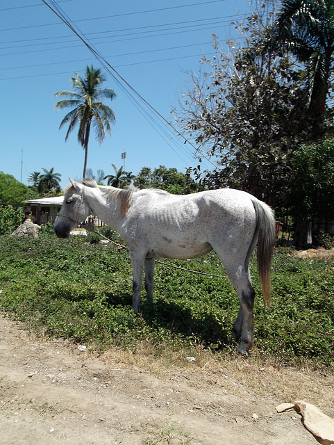 Cuban horse