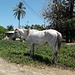 Cuban horse