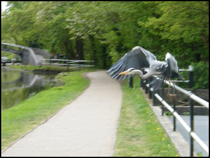 heron at Isis Bridge