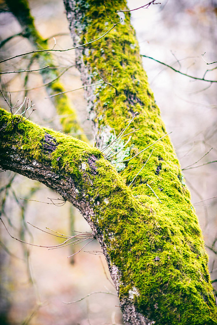 Forêt de Fontainebleau