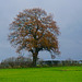 Lone tree, Gnosall