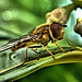 Hoverfly