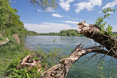 Rüdlingen - Am Alten Rhein (11) - Biberspuren