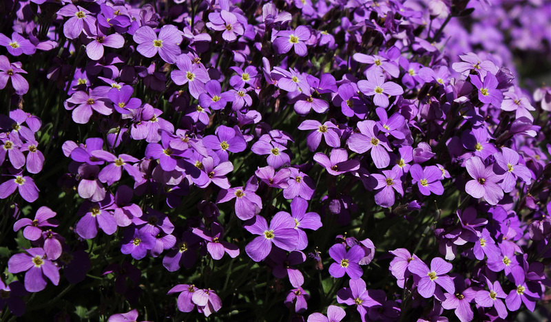 les mille visages de l'aubriète