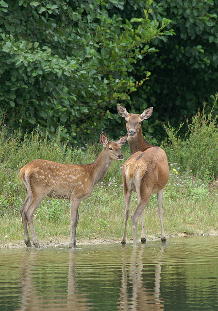 biche et son faon (été)