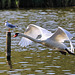 EOS R7 Peter Harriman 13 24 11 9014 flyingSwan dpp