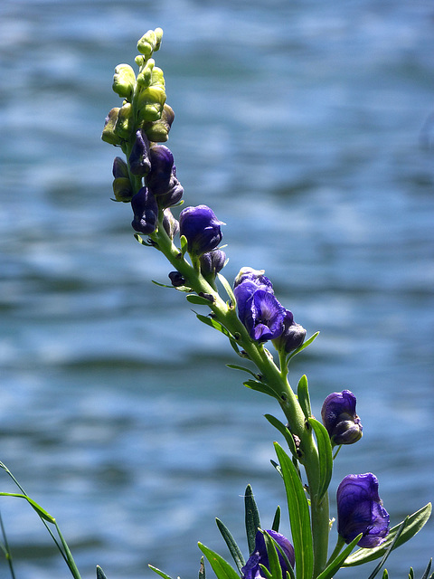 aconitum napellus aconitum napellus