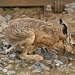 Brown Hare(Lepus capensis) at Willerby Carr Crossing 20th July 2010