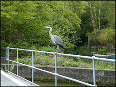 heron at Rewley Weir