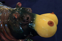 A quoi reconnaît-on que c'est une femelle hippopotame