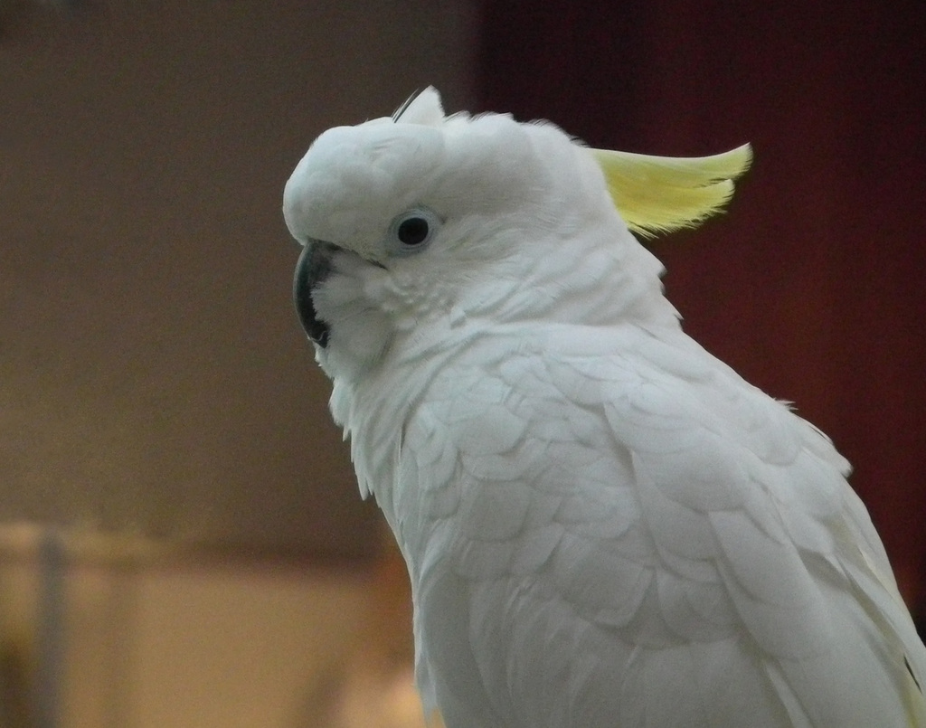 cacatua galerita