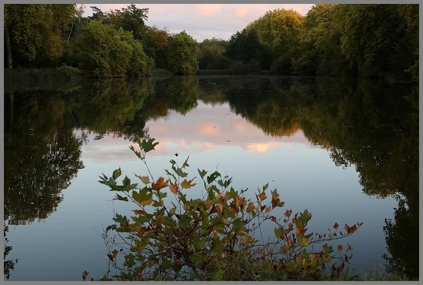 lueur d' automne sur l' etang .....