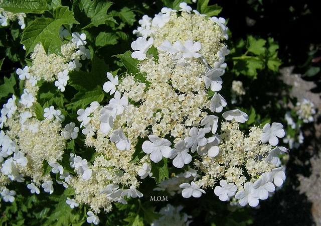 Hydrangeas******************